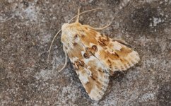 Dusky Sallow 001.jpg