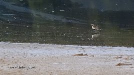 2018.08.12 Pacific Golden Plover.JPG