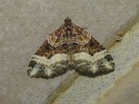 Moth 3.jpg