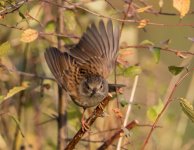 Dunnock - Prunella modularis A 2J4A6198.jpg