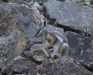 yellow footed rock wallaby.JPG