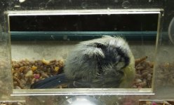 BF Poorly Blue Tit.jpg