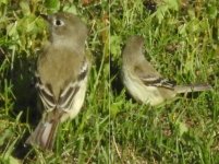 Empidonax sp 001 - 2018.05.23 Quebec City (Québec) Canada.jpg