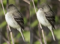 Empidonax sp 002 - 2018.05.24 Quebec City (Québec) Canada.jpg