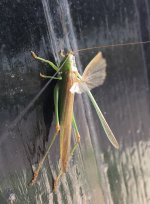 Long winged Conehead.jpg