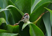 Aukland Sparrow.jpg