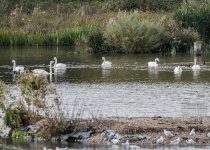 7 Whooper Swans-1431.jpg