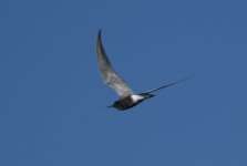 Black Tern.jpg