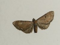 Moth 6.jpg