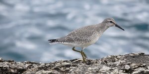 DSC01437 Red Knot @ Montrose Point.jpg