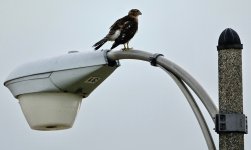 DSC01471 Cooper's Hawk @ Montrose Point.jpg