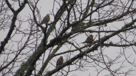 hawfinch2 008.jpg