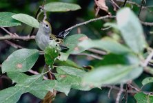 DSC01475 Chestnut-sided Warbler @ Montrose Point.jpg