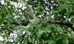 DSC01479 Swainson's Thrush @ Montrose Point.jpg