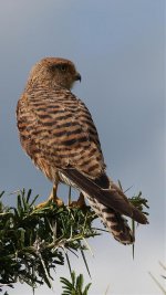 TZP_CommonKestrel_SER6903.jpg