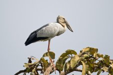 Open-billed-Stork-(21)-Siolim-Fields-800web.jpg