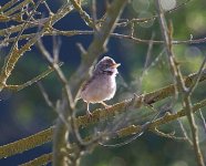 img_0012.jpg-blackcap.jpg  BIRD FORUM FOR ID.jpg