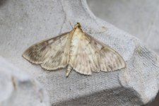 70.000-moth-1aweb.jpg