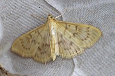 70.000-moth-2aweb.jpg