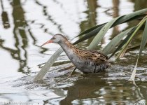 Water Rail-9018.jpg