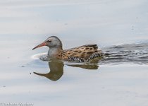 Water Rail-9021.jpg