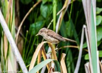 Immature Sedge Warbler-9010.jpg