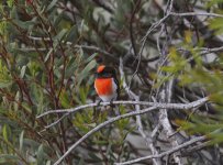 rose capped robin.JPG