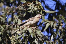 spiny cheeked honeyeater.JPG