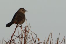 20181020 (4)_Grey_Catbird.JPG