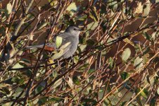 20181020 (8)_Grey_Catbird.JPG