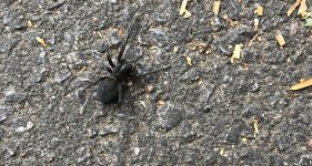 big-black-spider.jpg