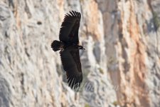 Black-Vulture-(3)-fbook.jpg