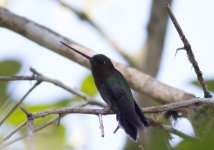 Greenfronted lancebill.jpg