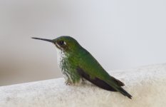 Hummingbird spec.jpg