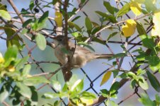 Chiffchaff or Warbler.jpg