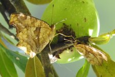 0650 Polygonia c-aureum Tangjiahae 29-5-18.JPG