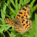 0677 Polygonia c-aureum Tangjiahae 29-5-18x.jpg