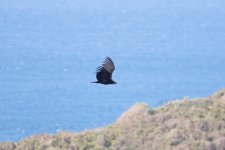 Black Vulture (6)-fbook.jpg