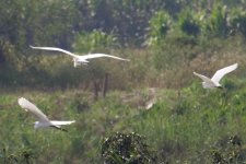 Great White Egret (Top) Intermediate Egret (left) Little Egret (right).jpg