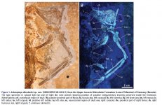 Archaeopteryx albersdoerferi.jpg