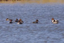 Common Pochard.jpg