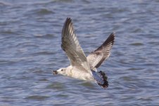 Black-Tailed Gull.jpg