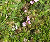 BF flower for ID Craignish Point.jpg