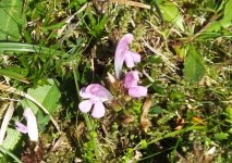 BF flower for ID Craignish Point 2.jpg