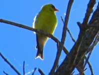 1-Wilson's warbler.jpg