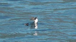 razorbill1.jpg