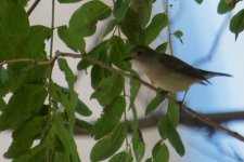 Taiga Flycatcher.jpg