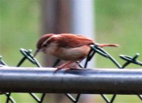 carolinawren2.jpg