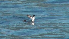 razorbill4.jpg