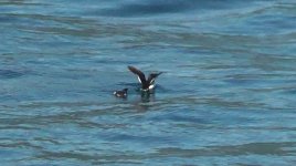 razorbill5.jpg